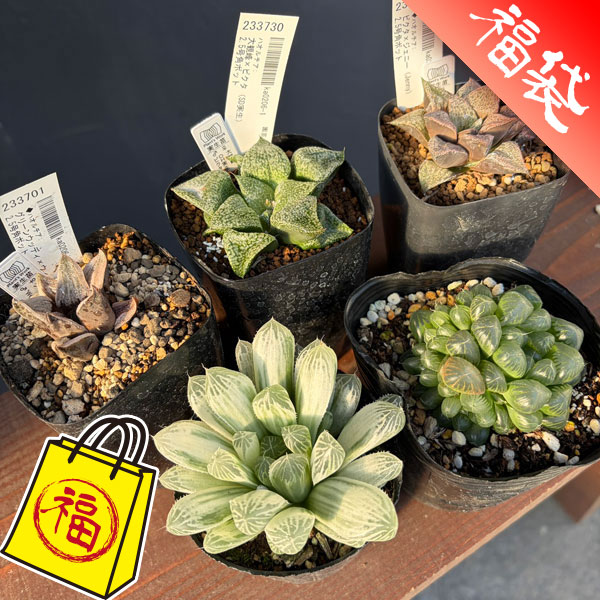 ハオルチア：福袋Dセット（5株セット）