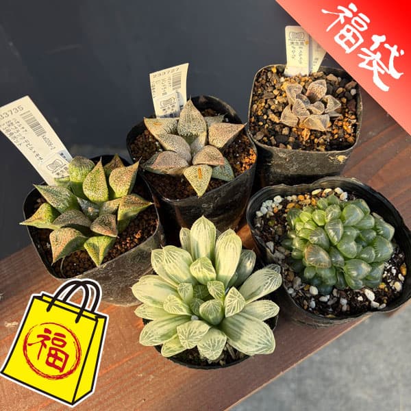 ハオルチア：福袋Eセット（5株セット）