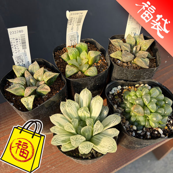 ハオルチア：福袋Fセット（5株セット）