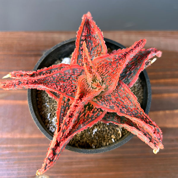 アロエ：オリジナルハイブリット　3号鉢植え25-09