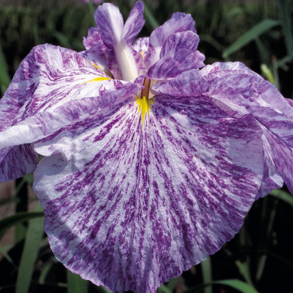 [26年4月上旬予約]ハナショウブ(花菖蒲)：七福神（シチフクジンン）4号ポット