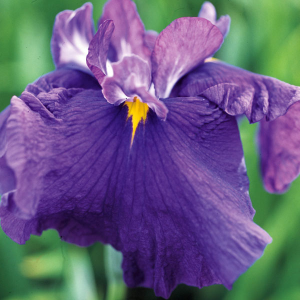 [26年4月上旬予約]ハナショウブ(花菖蒲)：新紫式部（シンムラサキシキブ）4号ポット