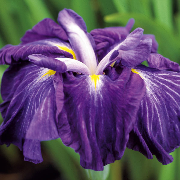 [26年4月上旬予約]ハナショウブ(花菖蒲)：彗星（スイセイ）4号ポット