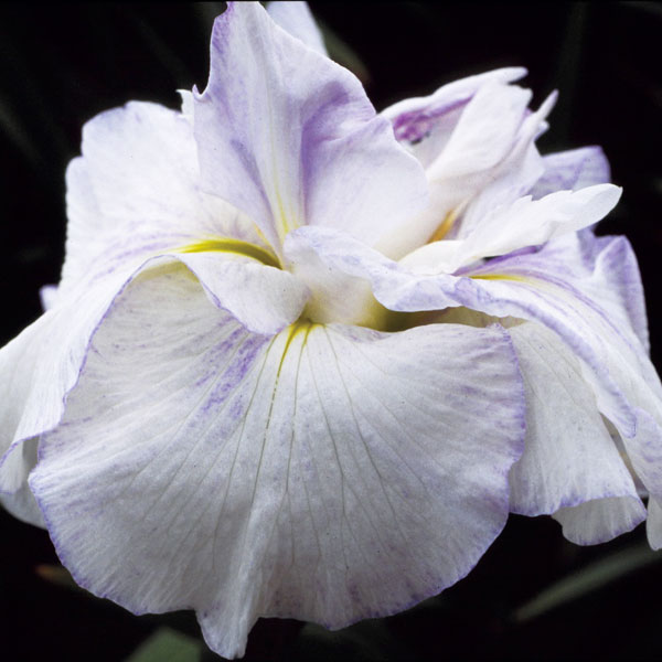 [26年4月上旬予約]ハナショウブ(花菖蒲)：羽衣（ハゴロモ）4号ポット