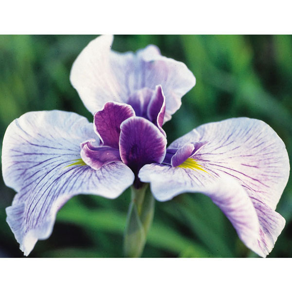 [26年4月上旬予約]ハナショウブ(花菖蒲)：万里の響（バンリノヒビキ）4号ポット