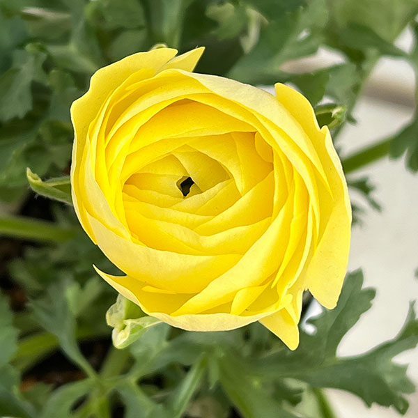 ラナンキュラス：アヤリッチ・レモン系3.5号ポット