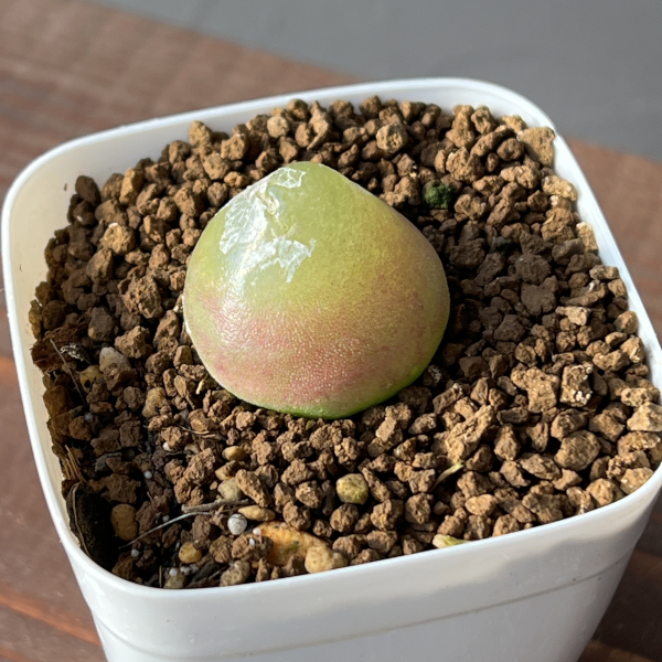 コノフィツム：ブルゲリ（グリーン系）　2.5号鉢植え