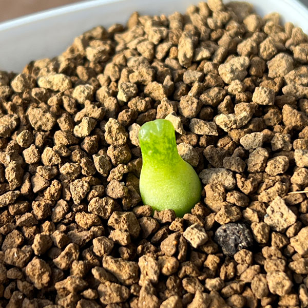 コノフィツム：アカベンセ　2.5号鉢植え