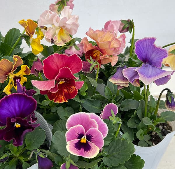 [送料無料]パンジー（フリル咲き）：アーカイブ3号ロングポット 24株セット