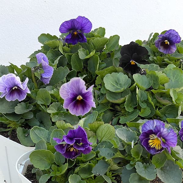 ビオラ：アビスブルー3.5号ポット 3株セット