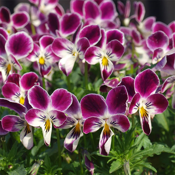 ビオラ：パープルラビット3.5号ポット 6株セット