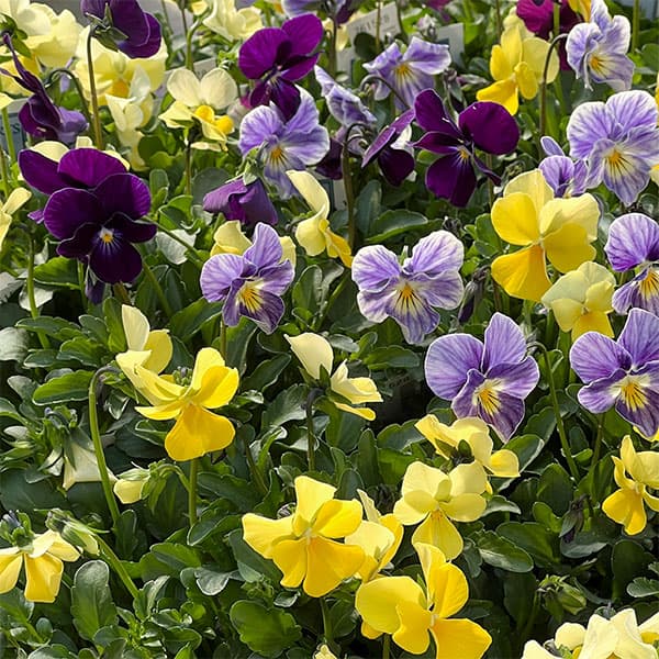 ビオラ：ロカハーツ　ビューティズム3.5号ポット 3株セット