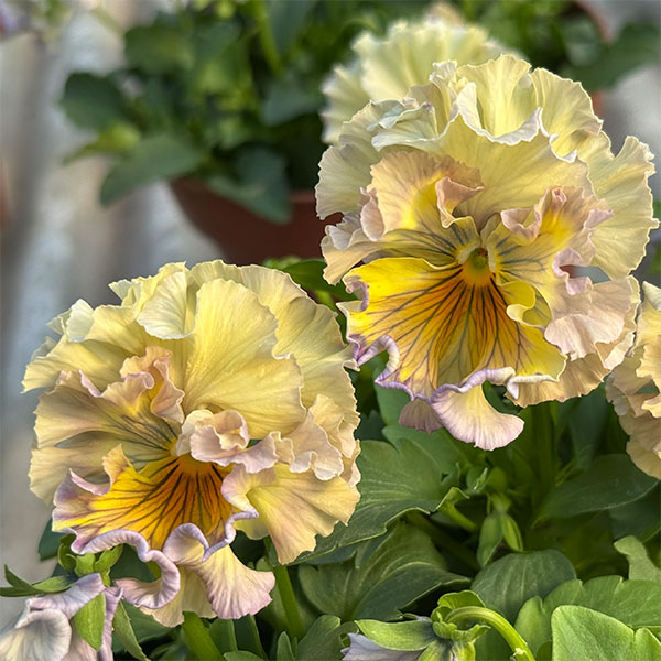 見元園芸さんのパンジー：コバルトムーン3-3.5号ポット 3株セット