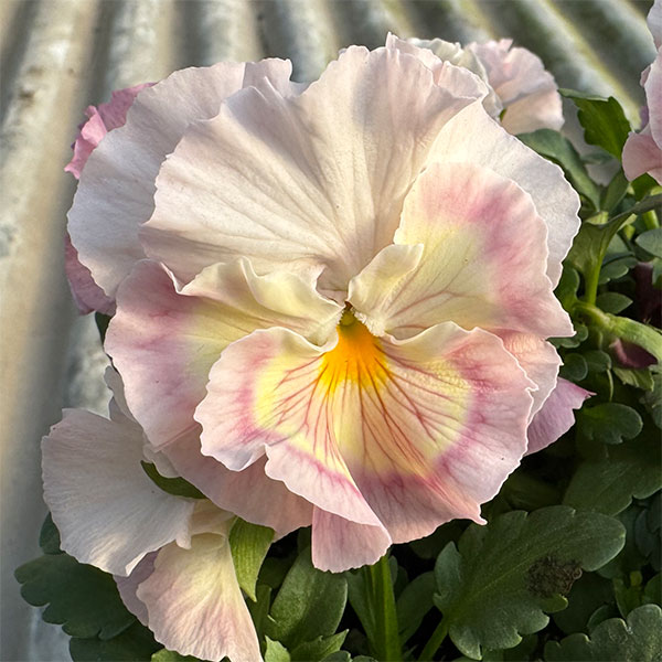 [送料無料]見元園芸さんのパンジー：シャララ3-3.5号ポット 12株セット