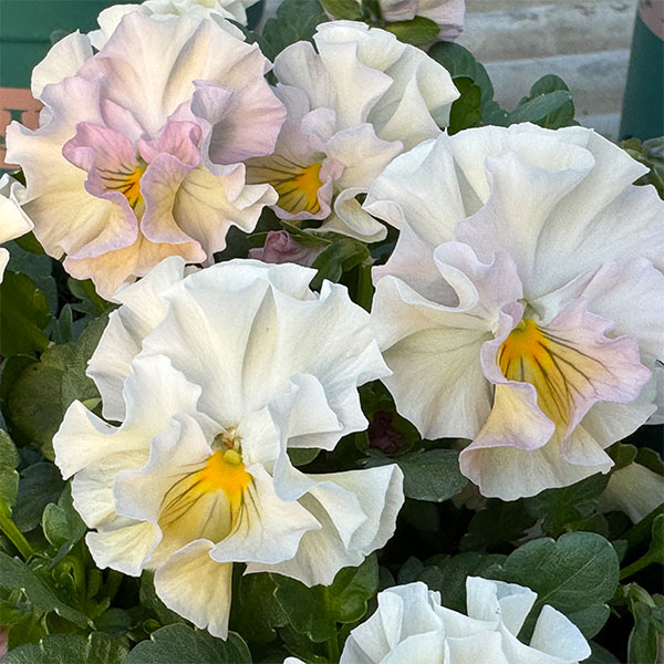 見元園芸さんのパンジー：スイートピーチ3-3.5号ポット 6株セット