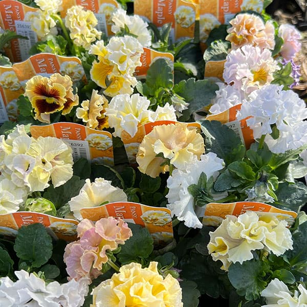 見元園芸さんのパンジー：メープルコットン3-3.5号ポット 3株セット