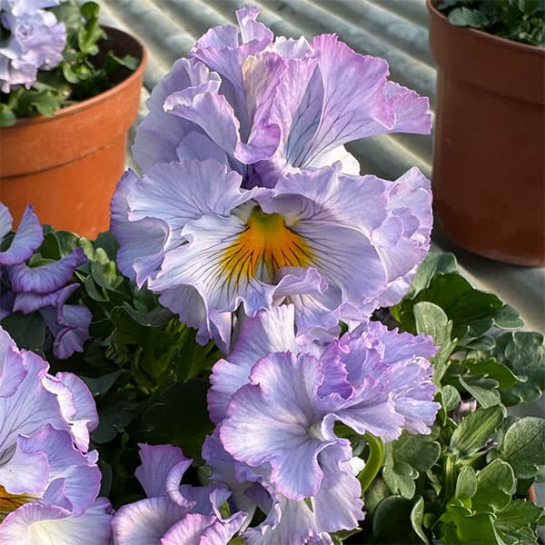 見元園芸さんのパンジー：ラブリードレッシー3-3.5号ポット 6株セット