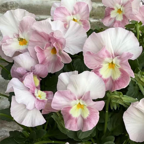 [送料無料]見元園芸さんのパンジー：夢おとめ3-3.5号ポット 24株セット