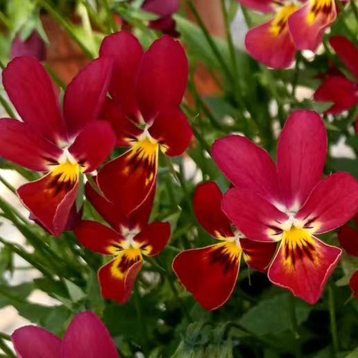 [送料無料]見元園芸さんのビオラ：ピュアルビー3-3.5号ポット 24株セット