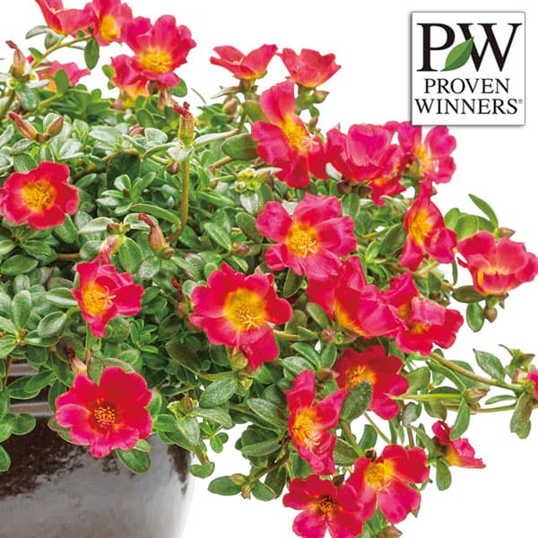 [26年5月中下旬予約]ポーチュラカ：サマージュエル オスカーレッド3号ポット