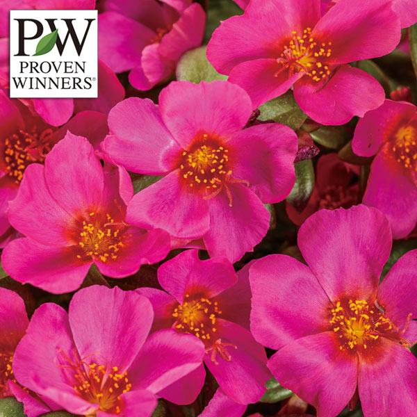 [26年5月中下旬予約]ポーチュラカ：サマージュエル ネオンピンク3号ポット