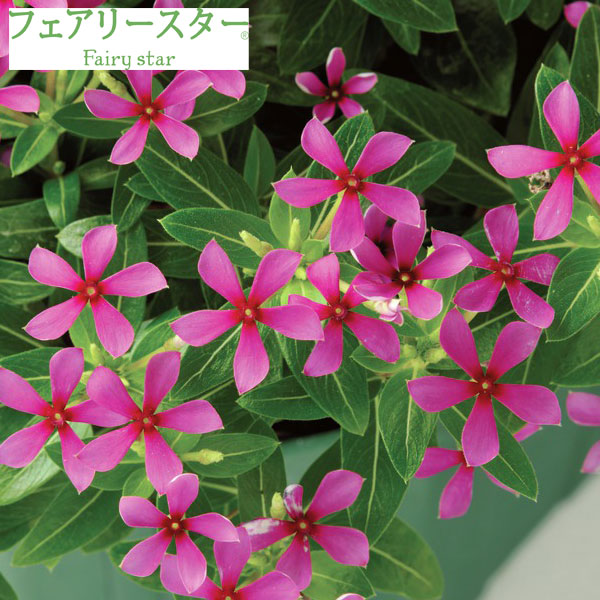 [26年5月中下旬予約]ニチニチソウ：フェアリースターパープル4号ポット(R)