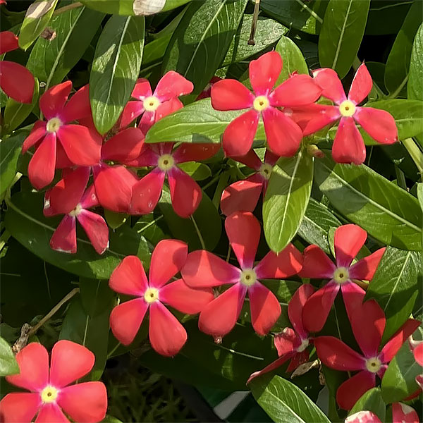 [26年5月中下旬予約]ニチニチソウ：フェアリースターコーラルオレンジ4号ポット(R)