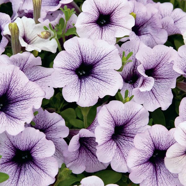 [26年4月下旬予約]ペチュニア：サフィニアラベンダーレース4号ポット(R)