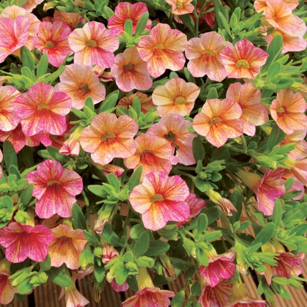 [26年4月下旬予約]カリブラコア：ミリオンベルアンティークオレンジ4号ポット (R)