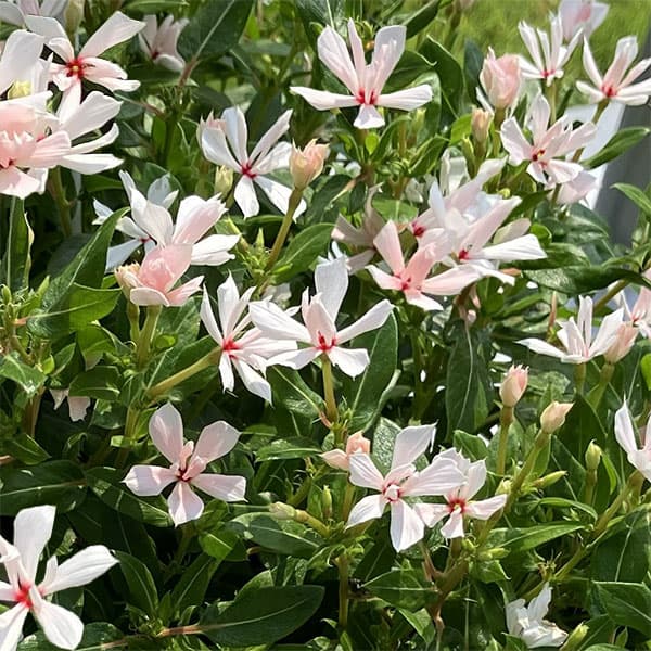 [26年5月中下旬予約]ニチニチソウ：キャンディスパークルパールホワイト4号ポット(R)