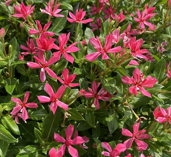 [26年5月中下旬予約]ニチニチソウ：キャンディスパークル　ローズピンク4号ポット(R)