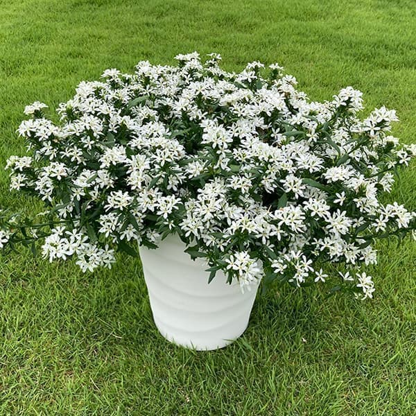 [26年5月中下旬予約]スカエボラ：スターティアラホワイト4号ポット(R)