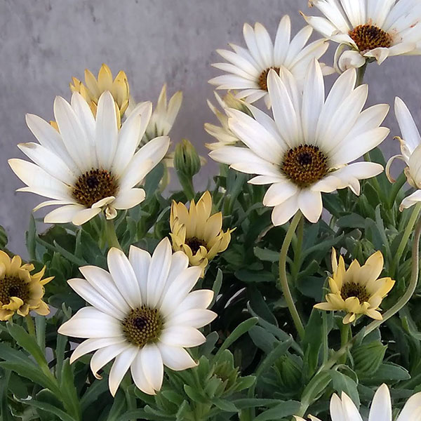 ディモルフォセカ：パステリーナ（ホワイト系）3.5号ポット