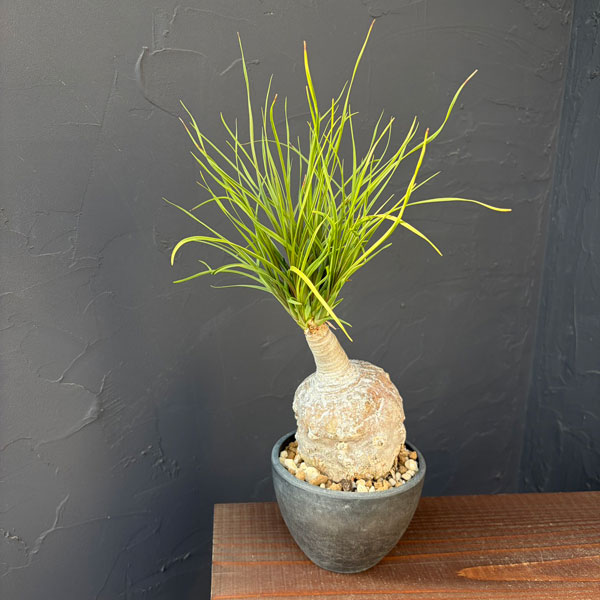 トックリラン：じっくり育てたトックリラン（ノリナ）　3号25-01