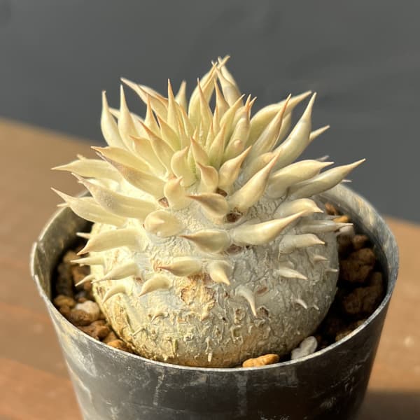 パキポディウム：エニグマチカム（実生株セレクト）　2号鉢植え