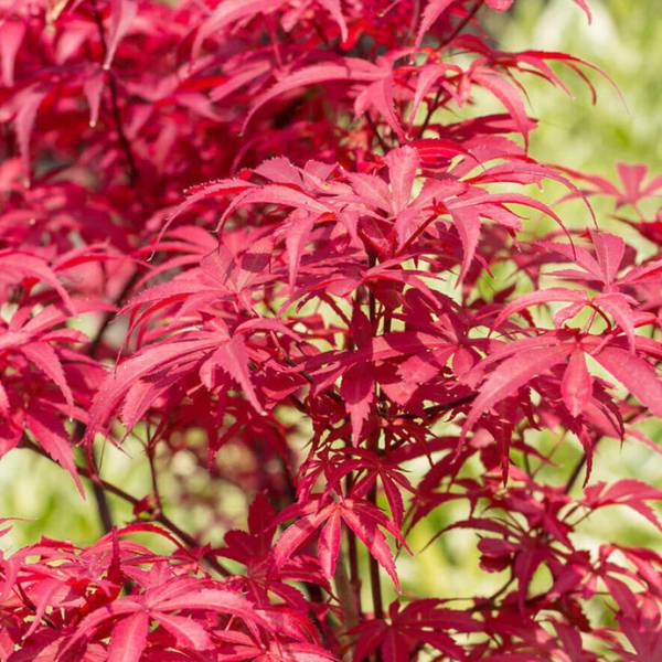 （わけあり特価）モミジ：スケーターズ4号ポット