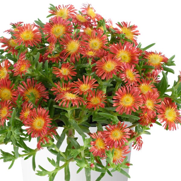 [26年3月中下旬予約]マツバギク：おひさま花火 サンドジェム ダークオレンジ3号ポット