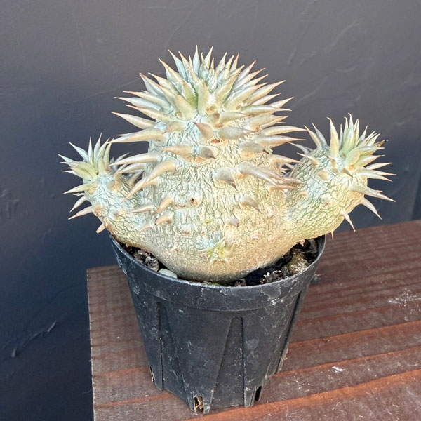 パキポディウム：エニグマチカム（多頭・実生株）　2号