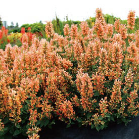 [26年5月中下旬予約]アガスターシェ：ピーチパール3号ポット