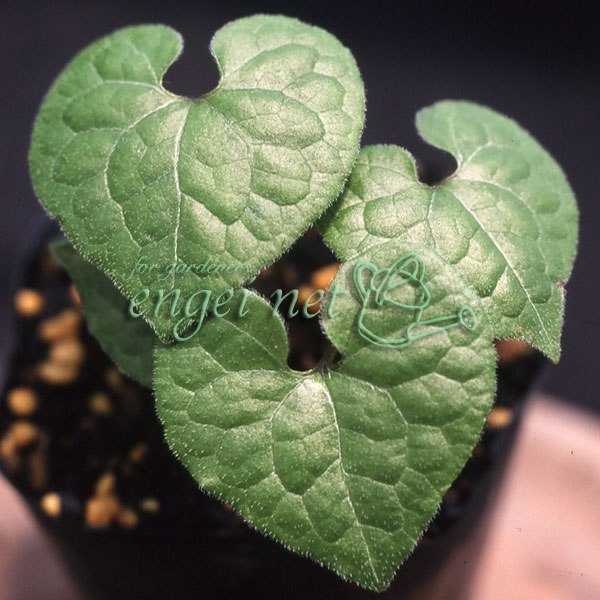 フタバアオイ：箱根フタバアオイ3号ポット