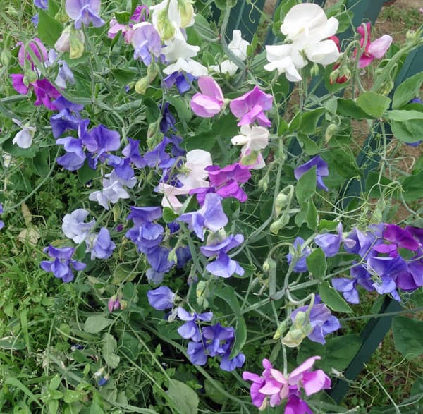 スイートピー：花色ミックス3号ポット 2株セット