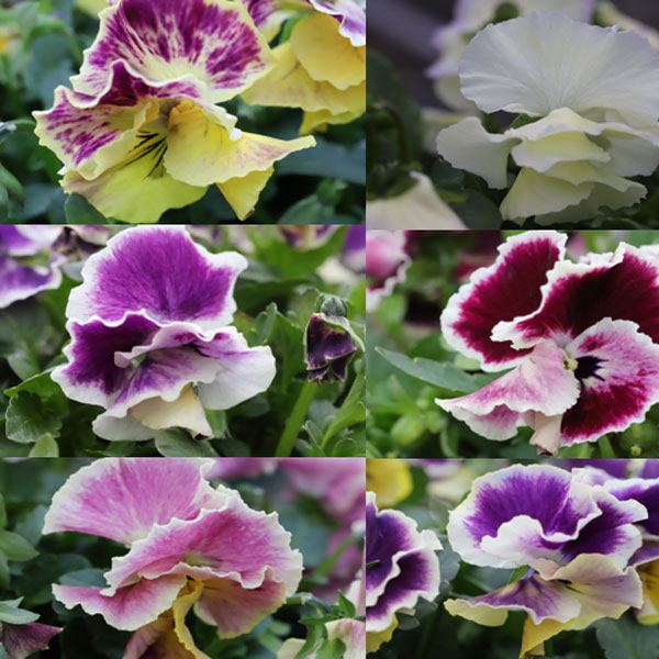 MSKガーデン中大輪フリンジパンジー：フレンチカンカン　バイカラーカーニバルミックス3号ポット 3株セット