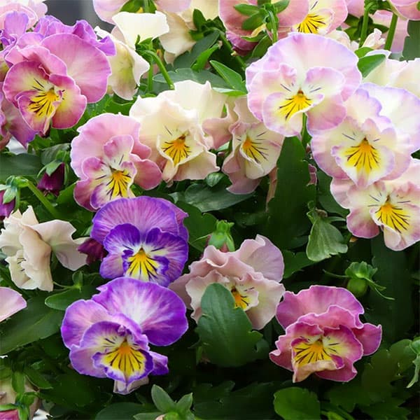 MSKガーデン中大輪フリンジパンジー：フレンチカンカン　七変化3号ポット 3株セット