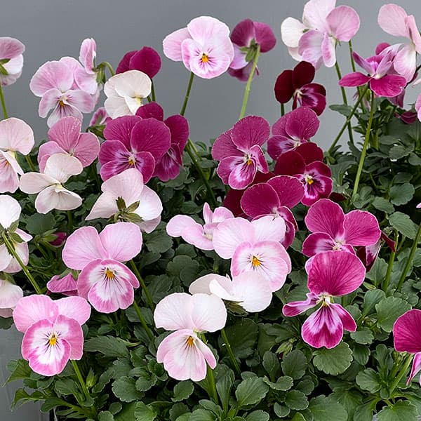 うえたコレクションビオラ：スイートラブ3.5号ポット 3株セット