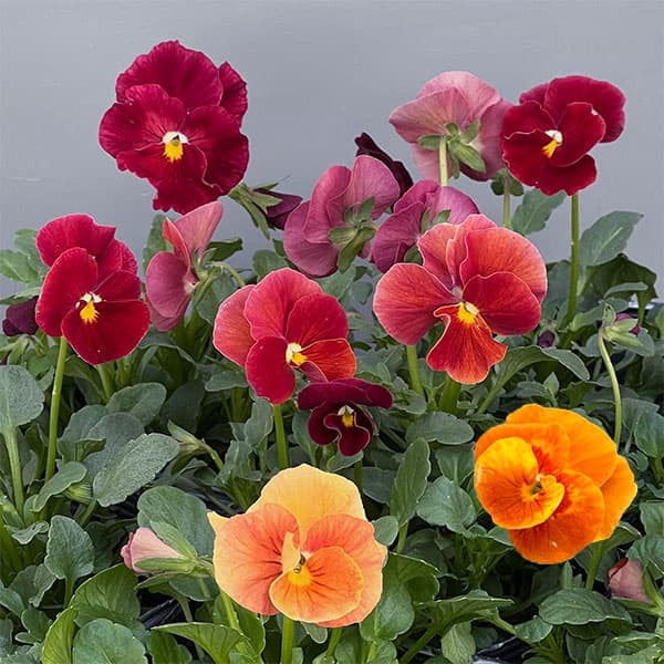 うえたコレクションビオラ：ルージュのシンフォニー3.5号ポット 3株セット