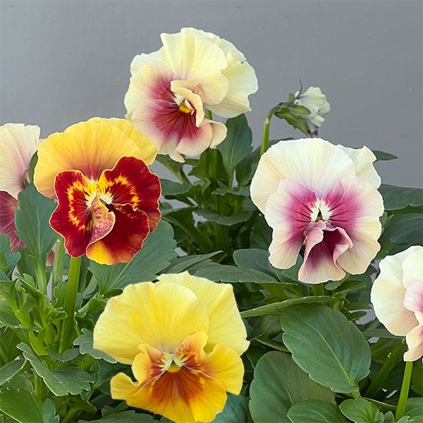 パンジー（フリル咲き）：アルバルーチェ3-3.5号ポット 6株セット