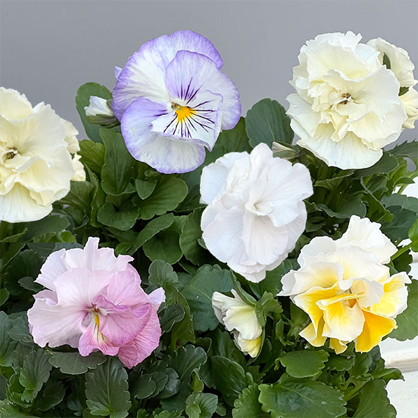 パンジー：シュシュ（ホワイト系）3～3.5号ポット 24株セット