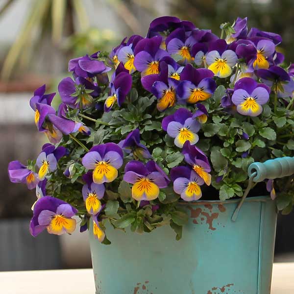 [送料無料]ビオラ：ディージェイ　ブルーウィズパープルウイング3.5号ポット 12株セット