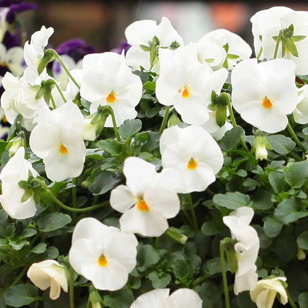 [送料無料]ビオラ：ディージェイ　ホワイト3.5号ポット 12株セット