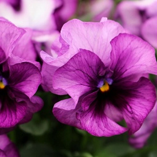 見元園芸さんのパンジー：ファランドール3-3.5号ポット* 24株セット